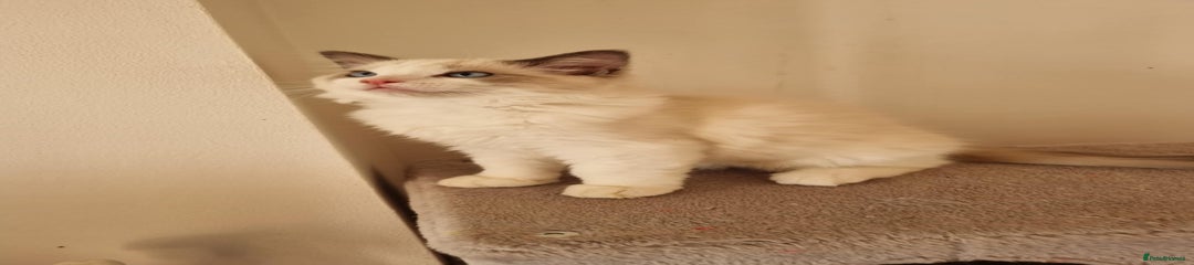 Ragdoll Kitten 3