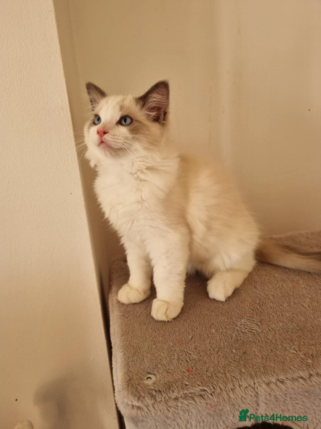 Ragdoll cats for sale: Bicolour ragdoll kittens  - Image 3