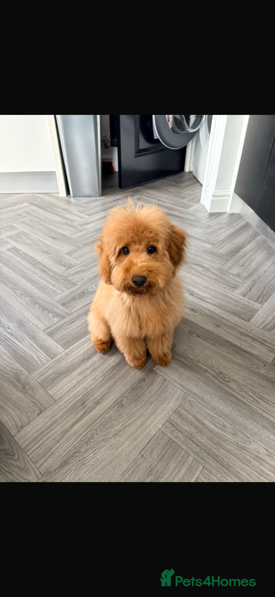 Cockapoo dogs Red Cockapoo puppy to rehome - Advert 3