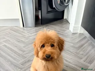 Cockapoo dogs Red Cockapoo puppy to rehome - Advert 3