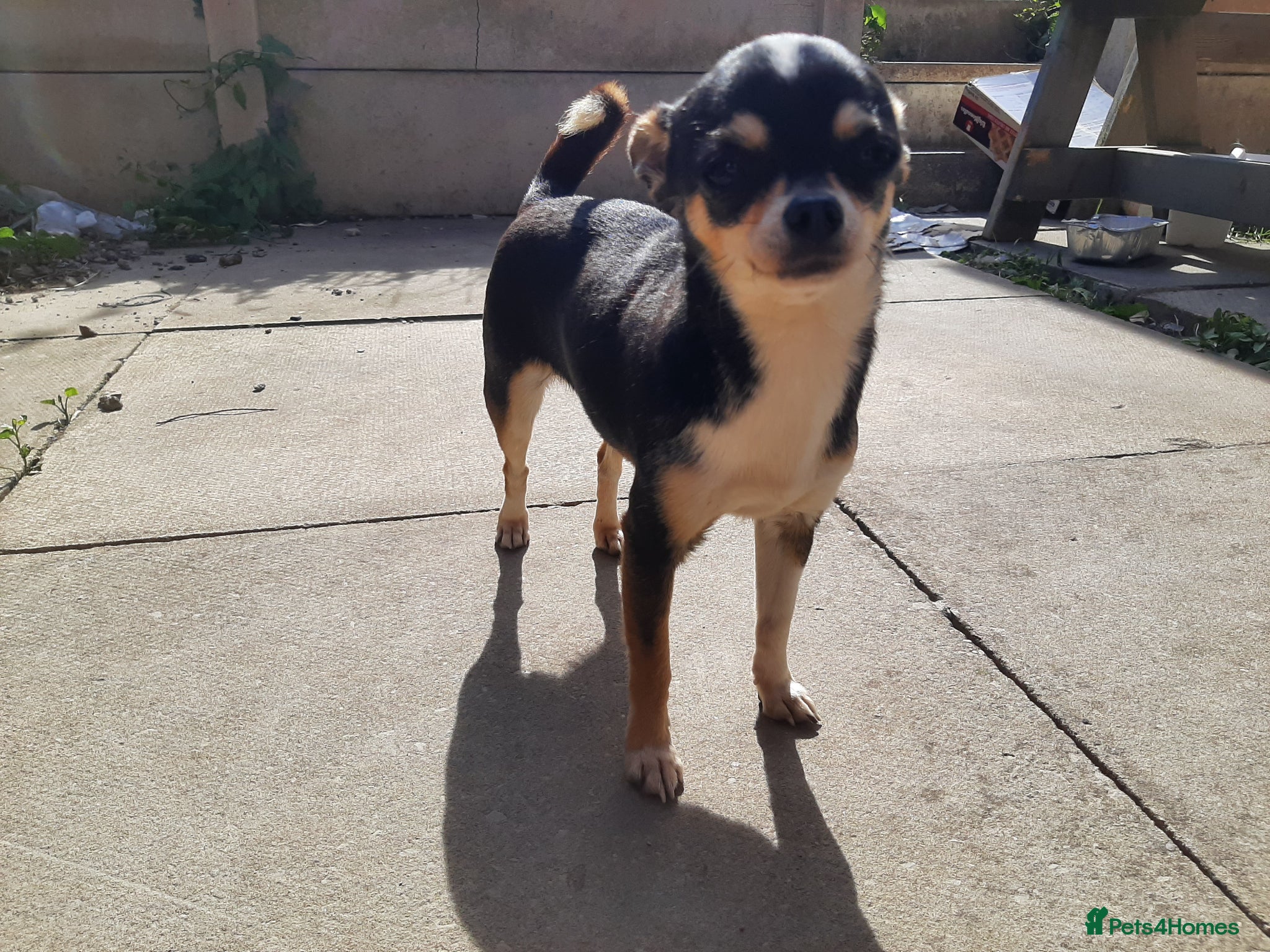 Chihuahua dogs Missy, pedigree tri black chihuahua girl. - Advert 5