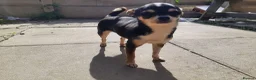 Chihuahua dogs for sale: Missy, pedigree tri black chihuahua girl. - Advert 1