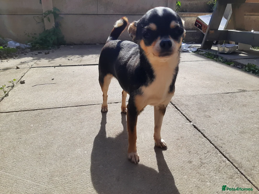 Chihuahua dogs for sale: Missy, pedigree tri black chihuahua girl. - Advert 1