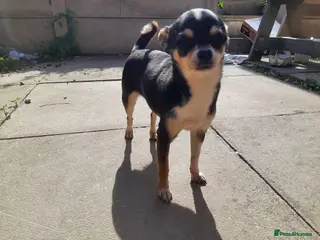 Chihuahua dogs Missy, pedigree tri black chihuahua girl. - Advert 1