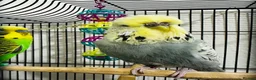 Budgerigars birds for sale: Bonded breeding pair of budgies  in Derby - Advert 1