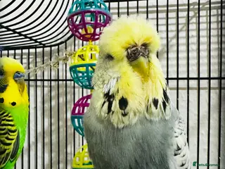 Budgerigars birds Bonded breeding pair of budgies - Advert 3