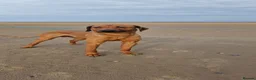 Rhodesian Ridgeback dogs for sale: K.c registered DNA clear pups  in Rotherham - Advert 2