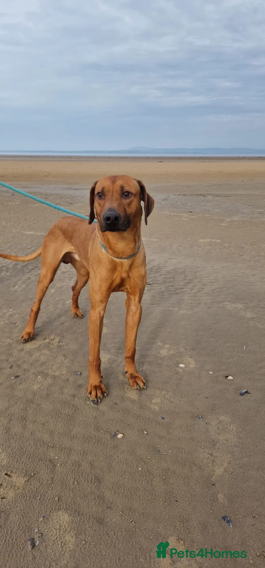 Rhodesian Ridgeback dogs for sale: K.c registered DNA clear pups  in Rotherham - Advert 2
