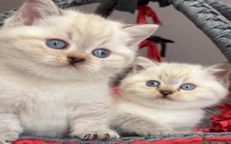 British Shorthair cats for sale: Beautiful white/creme British shorthair kittens - Image 2