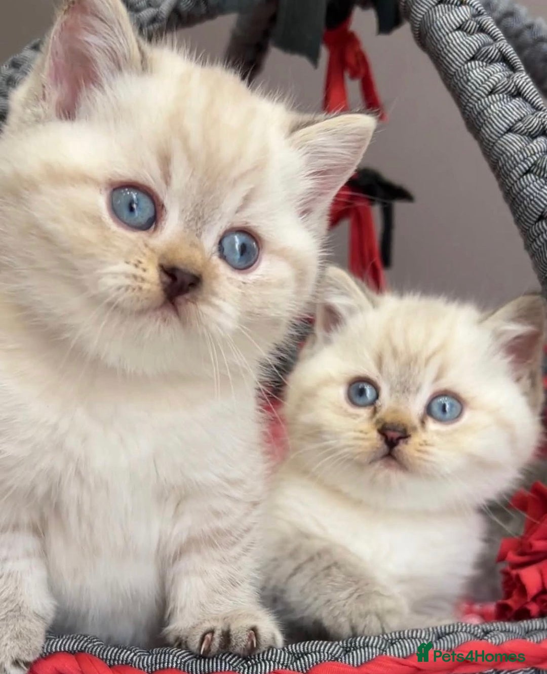 British Shorthair cats for sale: Beautiful white/creme British shorthair kittens - Image 2