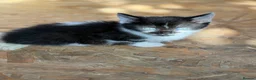 Mixed Breed cats for sale: Little kittens ❤️ - Advert 19