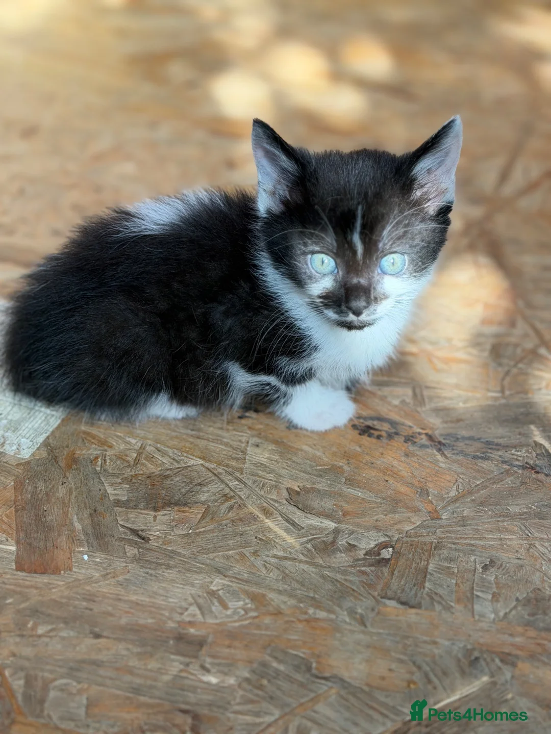 Mixed Breed cats for sale: Little kittens ❤️ - Advert 19