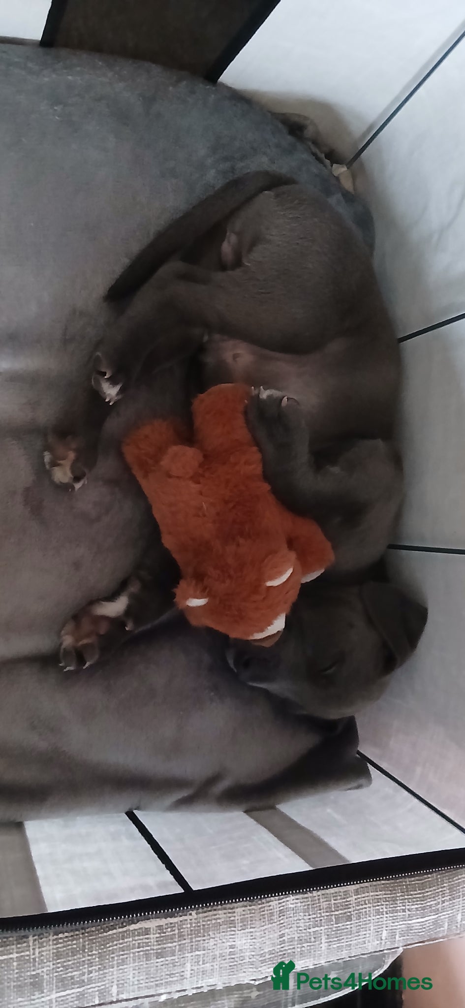 Mixed Breed dogs for sale: English bulldog cross lurcher for sale £600 - Advert 5
