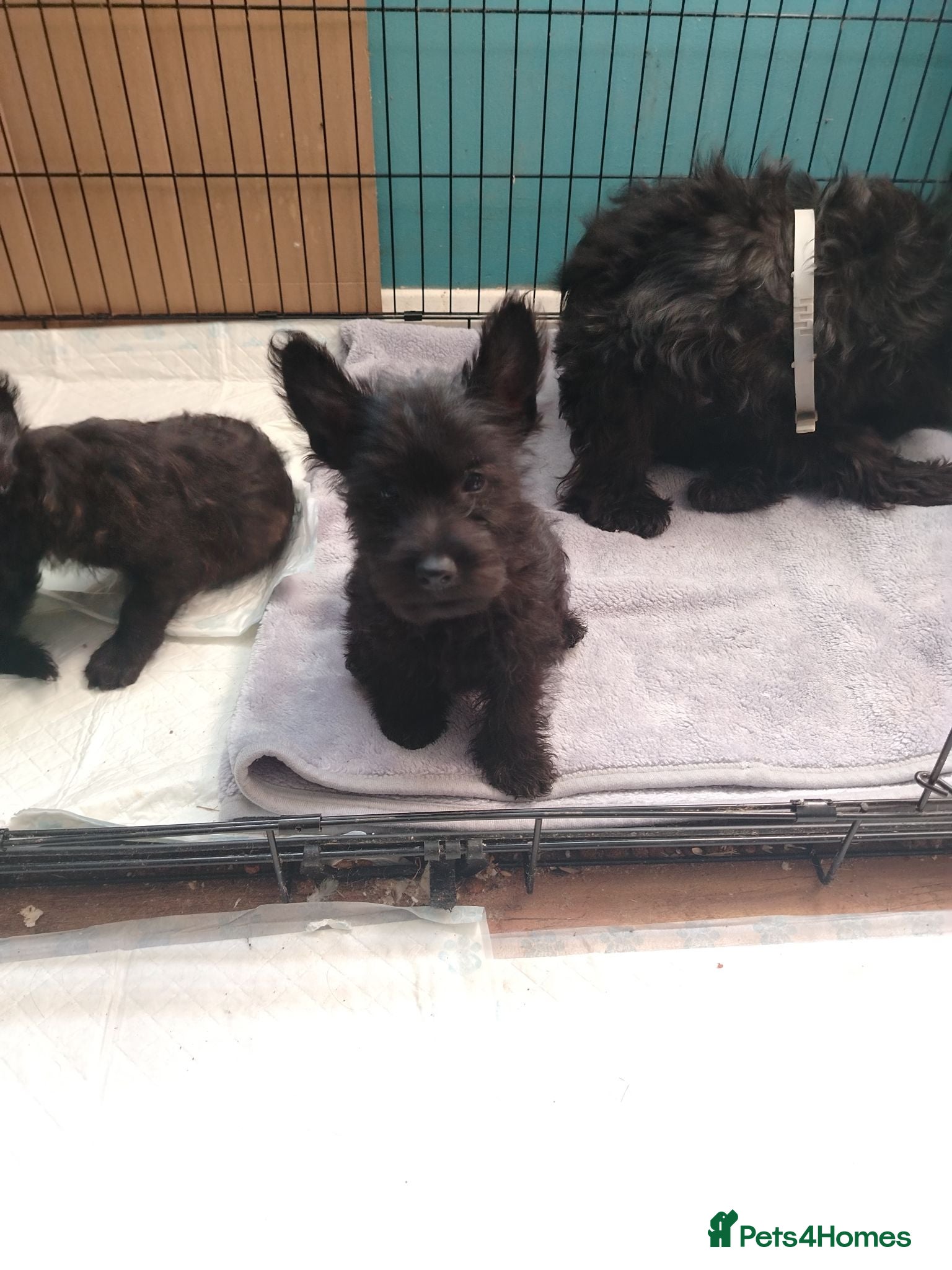 Scottish Terrier dogs Ready to go Scottish terrier puppies available - Advert 1