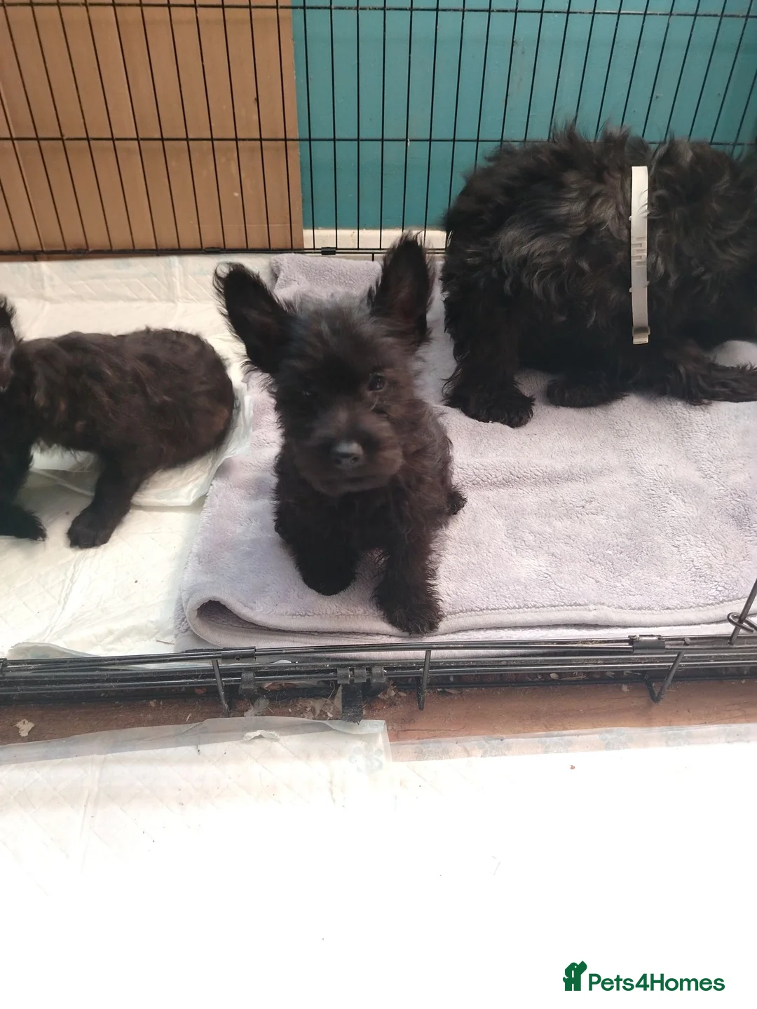 Scottish Terrier dogs for sale: Ready to go Scottish terrier puppies available - Advert 1