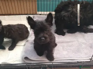 Scottish Terrier dogs Ready to go Scottish terrier puppies available - Advert 1