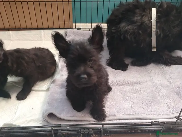 Scottish Terrier dogs Ready to go Scottish terrier puppies available - Advert 1