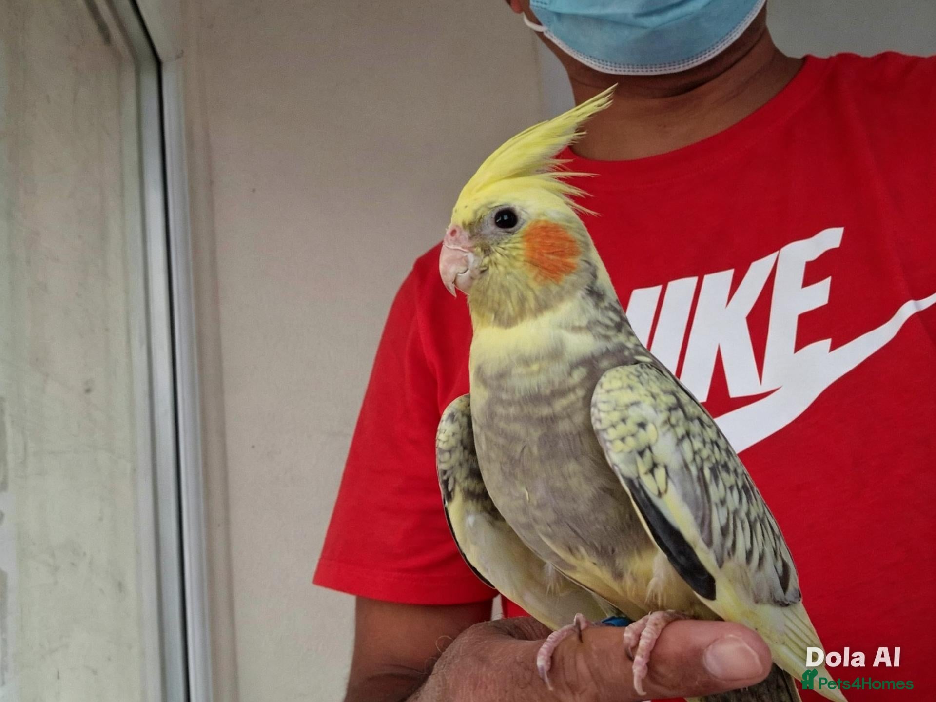 Cockatiels birds Super Tamed baby Cockatiel for sale - Advert 16