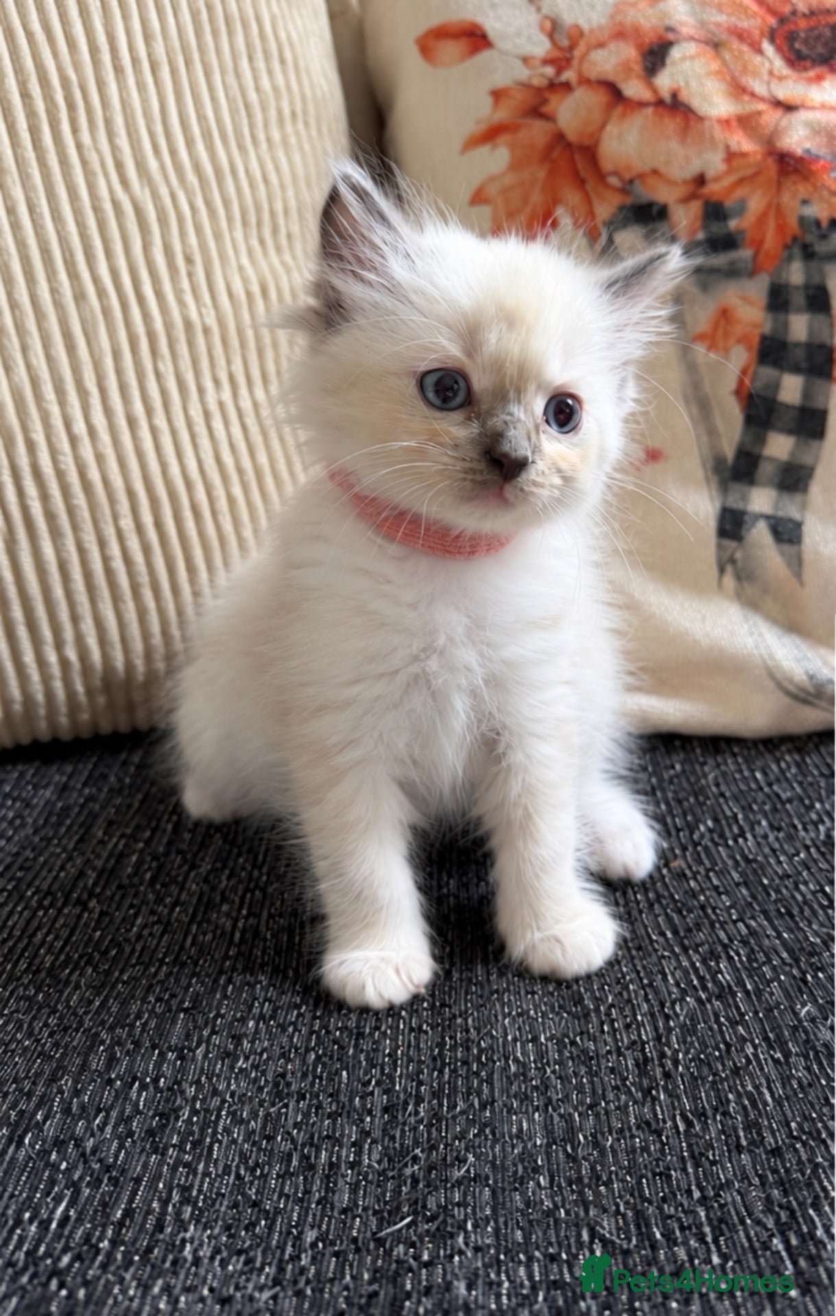 Ragdoll cats for sale: 2 ragdoll kittens.  One male and one female.  - Advert 7