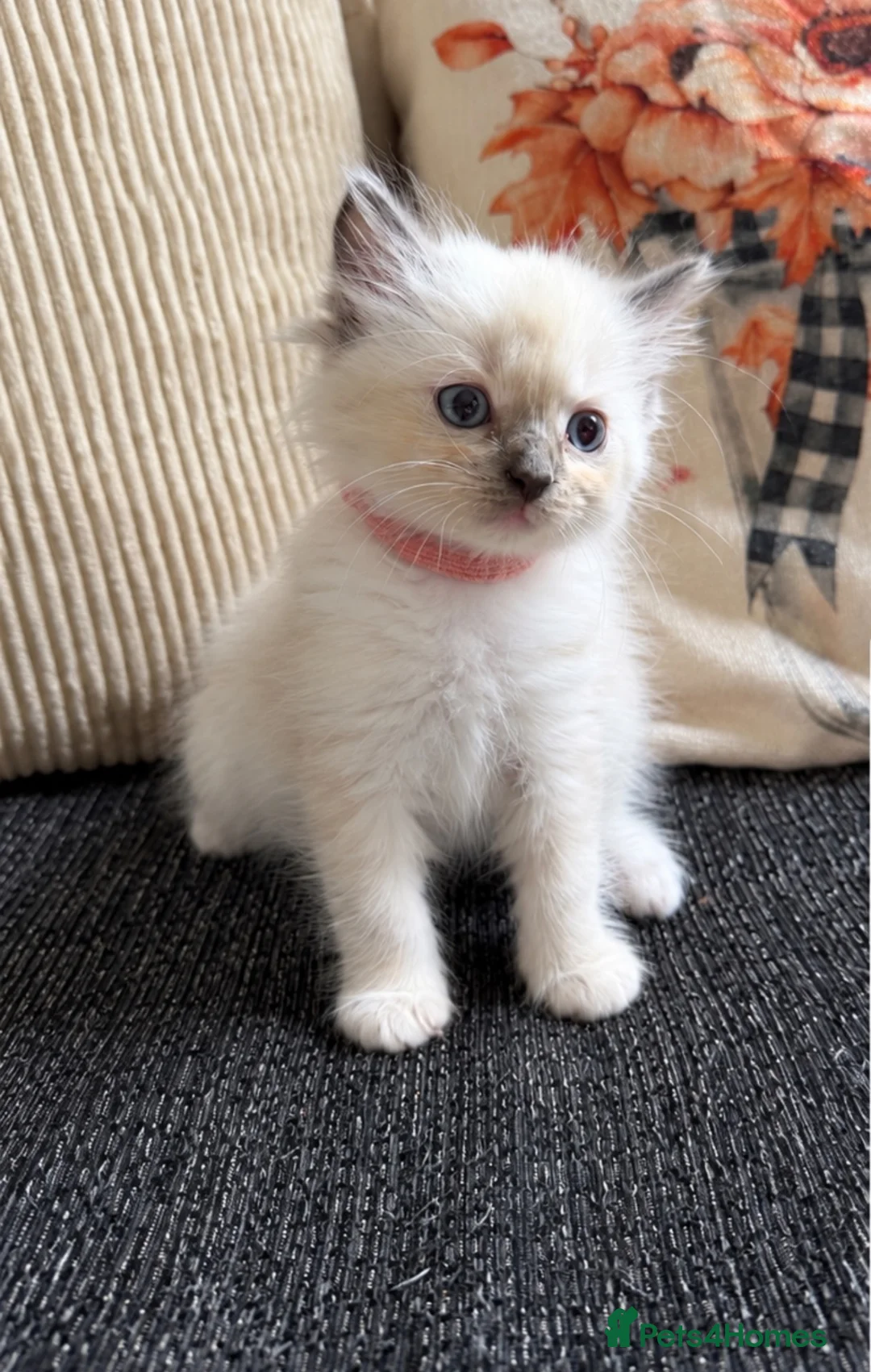 Ragdoll cats for sale: 2 ragdoll kittens.  One male and one female.  - Advert 1