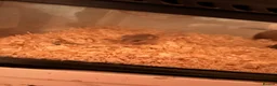Mixed Breed rodents for sale: african pygmy doormouse+viv in Horsham - Advert 7