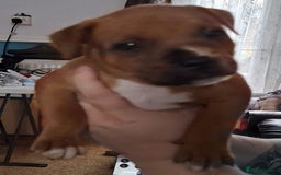 Staffordshire Bull Terrier dogs for sale: Staffordshire Bull Terrier Puppies - Image 16