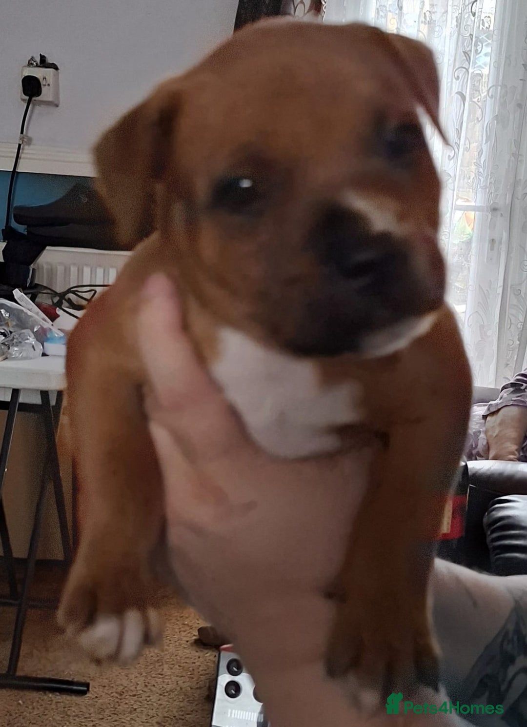 Staffordshire Bull Terrier dogs for sale: Staffordshire Bull Terrier Puppies - Image 16