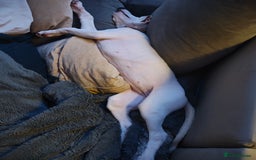 Whippet dogs for sale: Dottie - Cute Whippet Mix - Advert 2