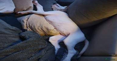 Whippet dogs Dottie - Cute Whippet Mix - Advert 1