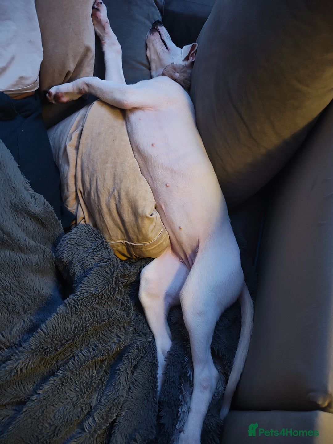 Whippet dogs for sale: Dottie - Cute Whippet Mix - Advert 2