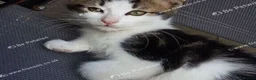 Mixed Breed cats for sale: Beautiful male kitten – ready for a new home. - Advert 6