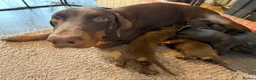 Dobermann dogs for sale: Doberman puppies boys only - Advert 2