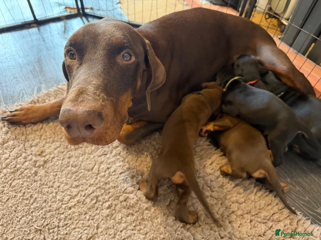 Dobermann dogs for sale: Doberman puppies boys only - Advert 2