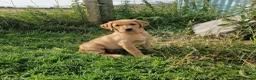 Labrador Retriever dogs for sale: ❤️ Beautiful Fox Red Labrador Puppy  ❤️ - Advert 1