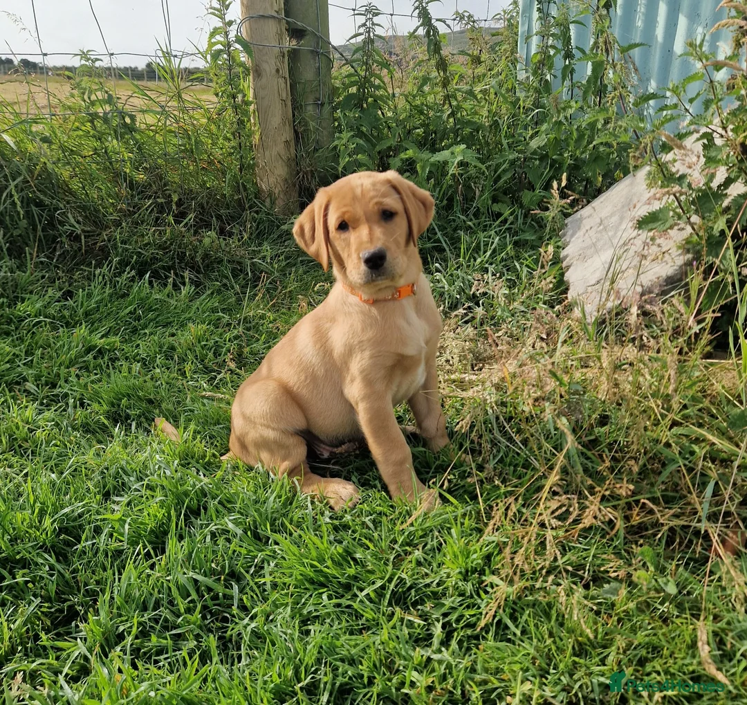 Labrador Retriever dogs for sale: ❤️ Beautiful Fox Red Labrador Puppy  ❤️ - Advert 1