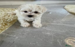 Maltipoo dogs for sale: 🐾 maltipoo puppy’s 🐾 - Image 19