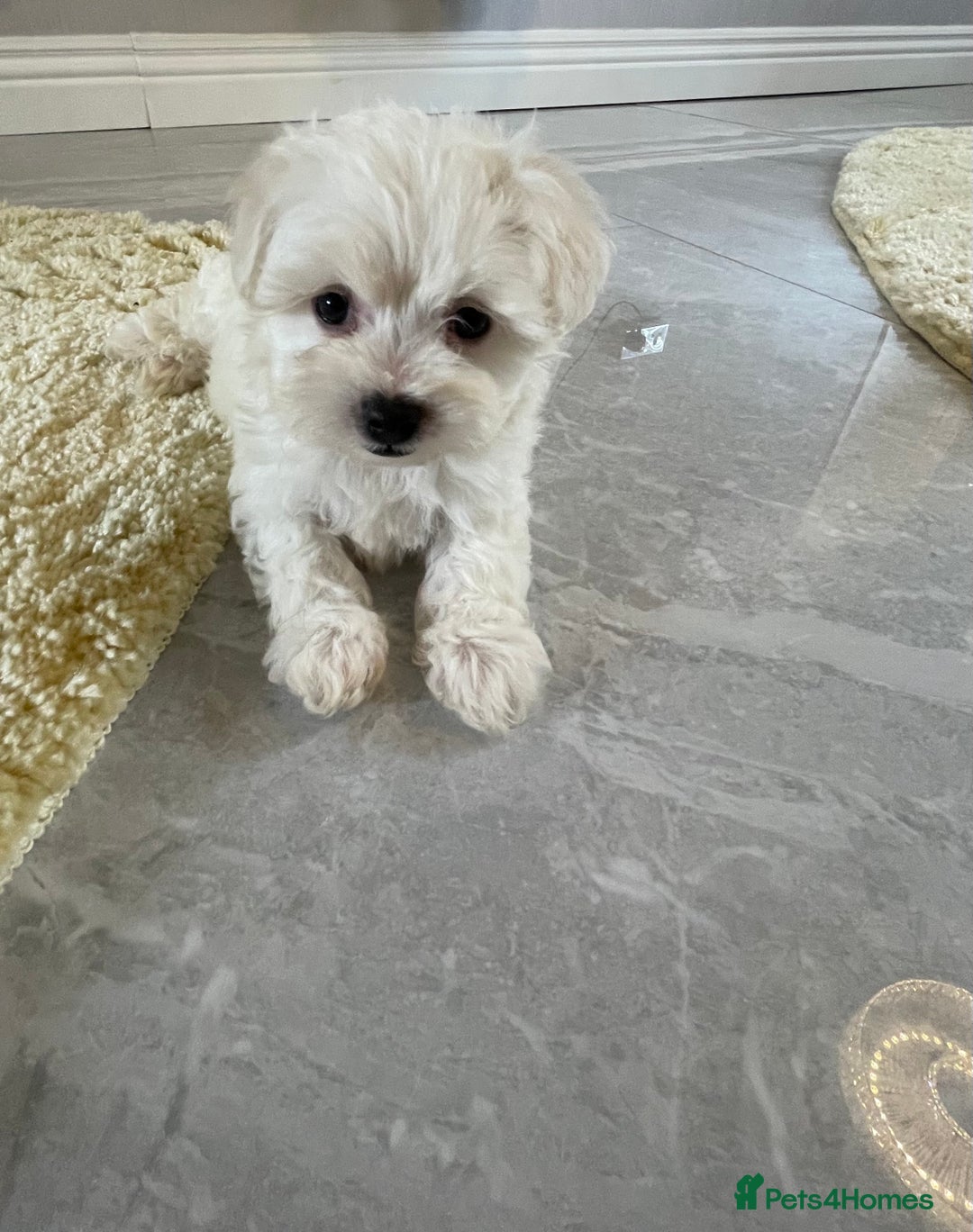 Maltipoo dogs for sale: 🐾 maltipoo puppy’s 🐾 - Image 19