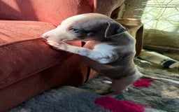 Mixed Breed dogs for sale: Whippet x greyhound puppies  - Image 16