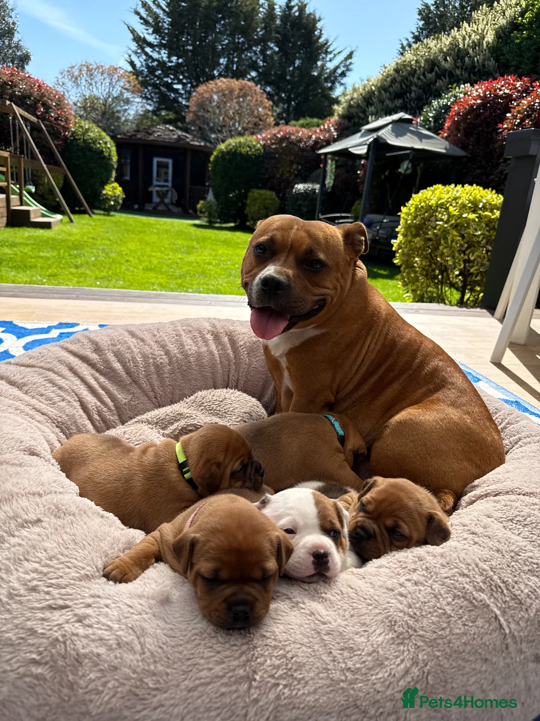 Staffordshire Bull Terrier dogs for sale: Exceptional Red &White Staffordshire Bull Terrier  - Advert 1