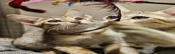 Savannah cats for sale: Stunning F5 SBT Savannah Kittens in Bradford - Advert 6