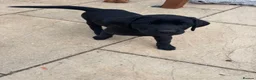 Labrador Retriever dogs for sale: 9 gorgeous KC registered black Labrador retrievers - Advert 15