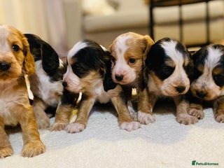 Cocker Spaniel dogs 6 Cocker Spaniel puppies for sale 🐶 - Advert 1