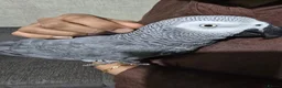 Parrots birds for sale: Tame African grey  - Advert 3