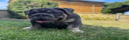 English Bulldog dogs for sale: English bulldogs blue tan fully suited boy & girl - Advert 20