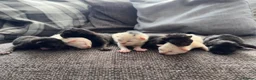 British Longhair cats for sale: 2 black boy kittens and 1 black girl  - Advert 13