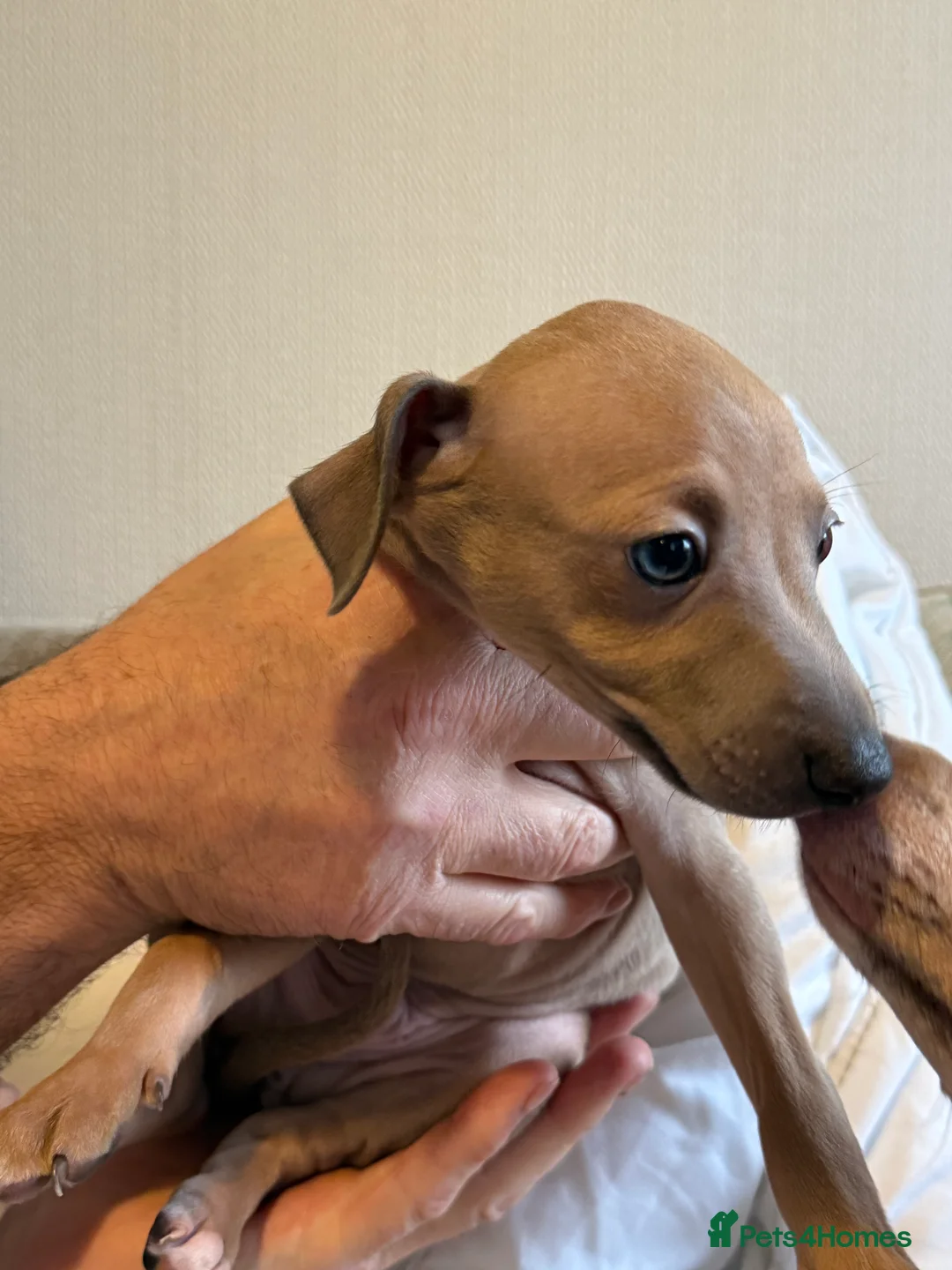 Italian Greyhound dogs for sale: KC Italian greyhound 4 boys available  - Advert 13