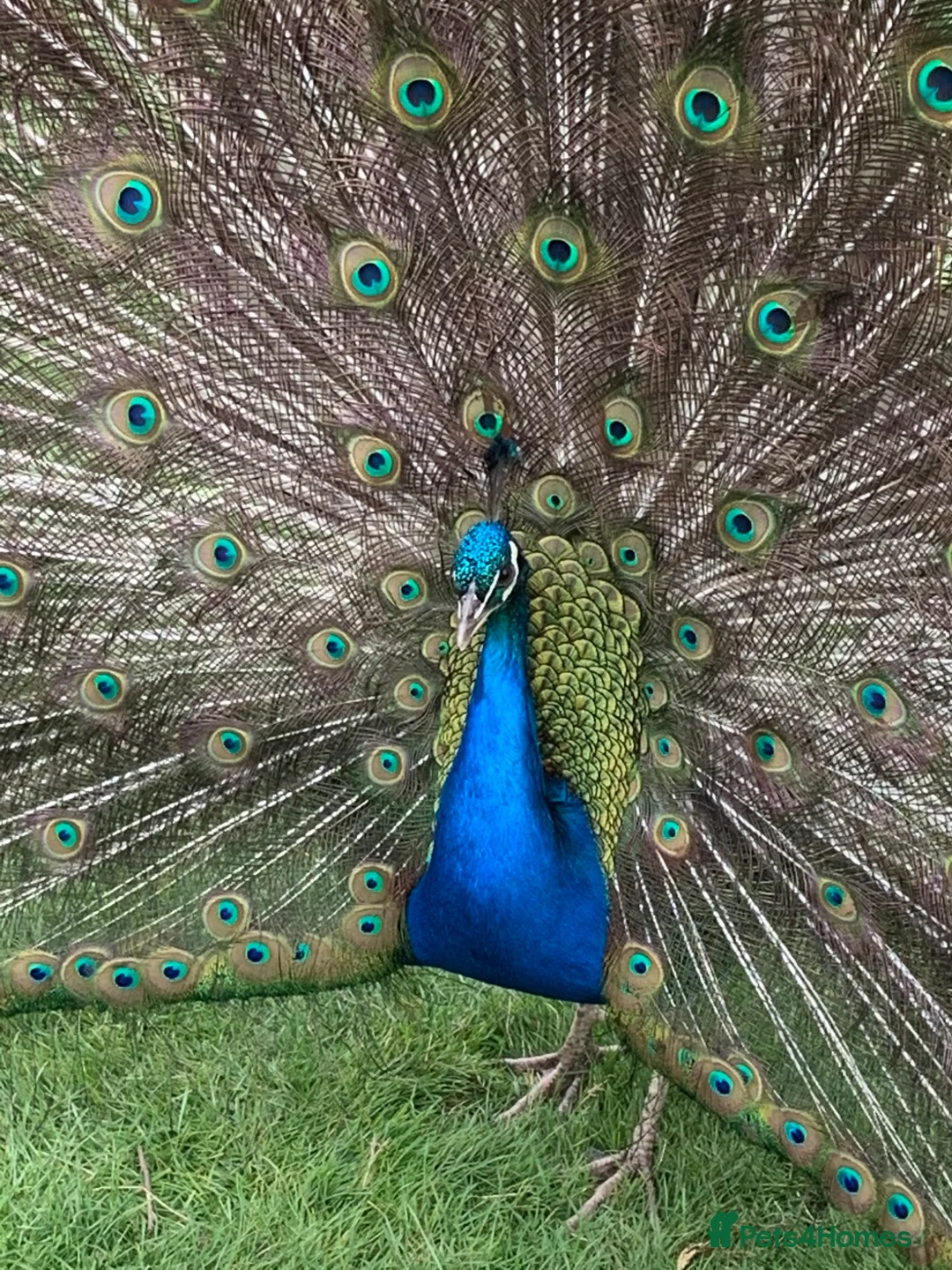 Peafowl poultry for sale: 7 Peafowl in Thatcham - Advert 1