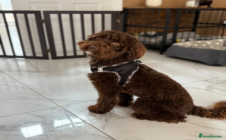 Miniature Poodle dogs - Advert 1
