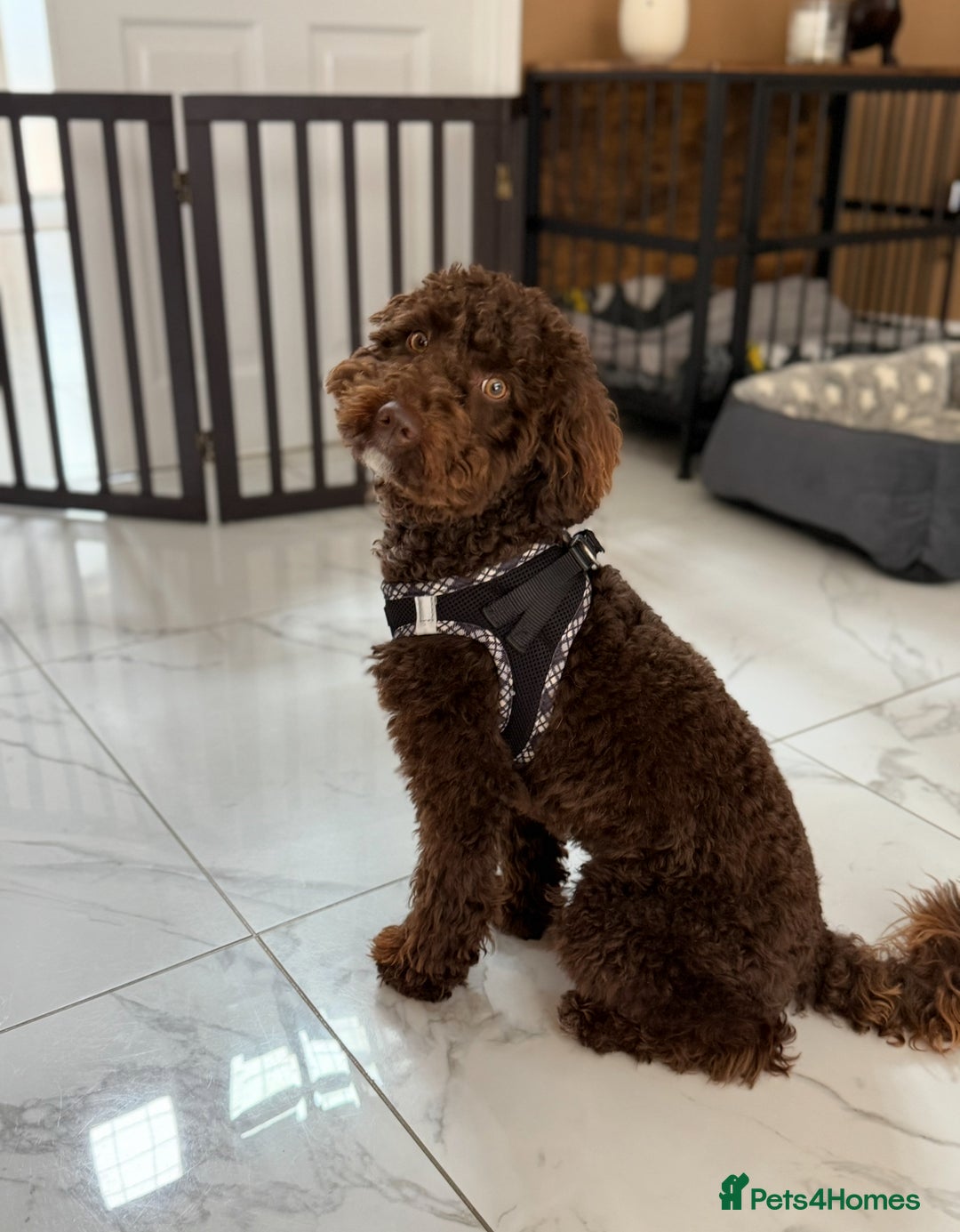 Miniature Poodle dogs for sale: 💙 Chocolate Mini Poodle Boy 💙 - Image 1