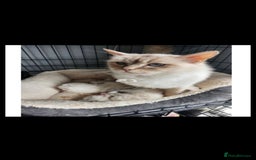 Ragdoll cats for sale: 2 Stunning Ragdolls Kittens Left  - Image 14